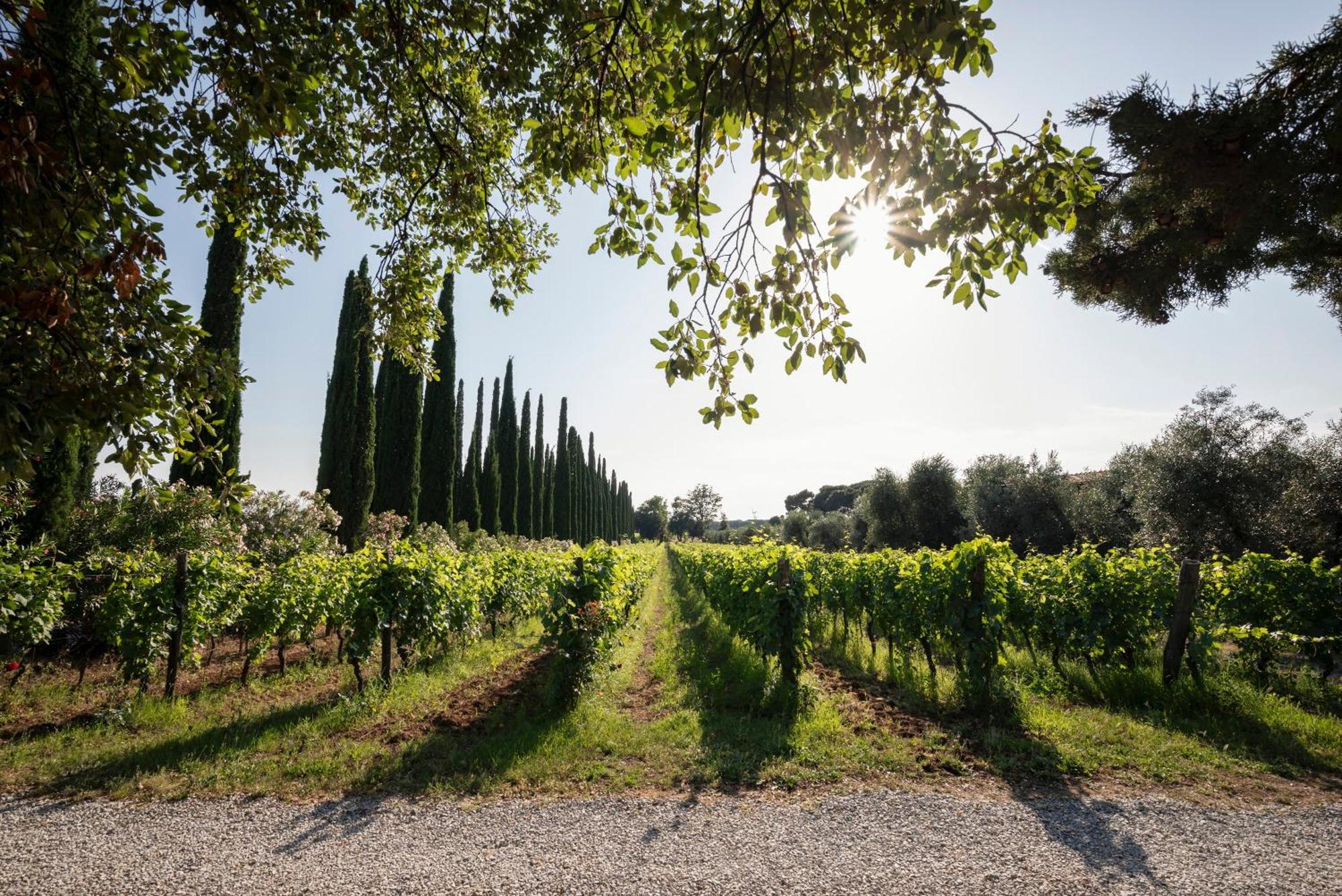 Agriturismo Tra Gli Ulivi, Chiappini Winery Болгери Экстерьер фото